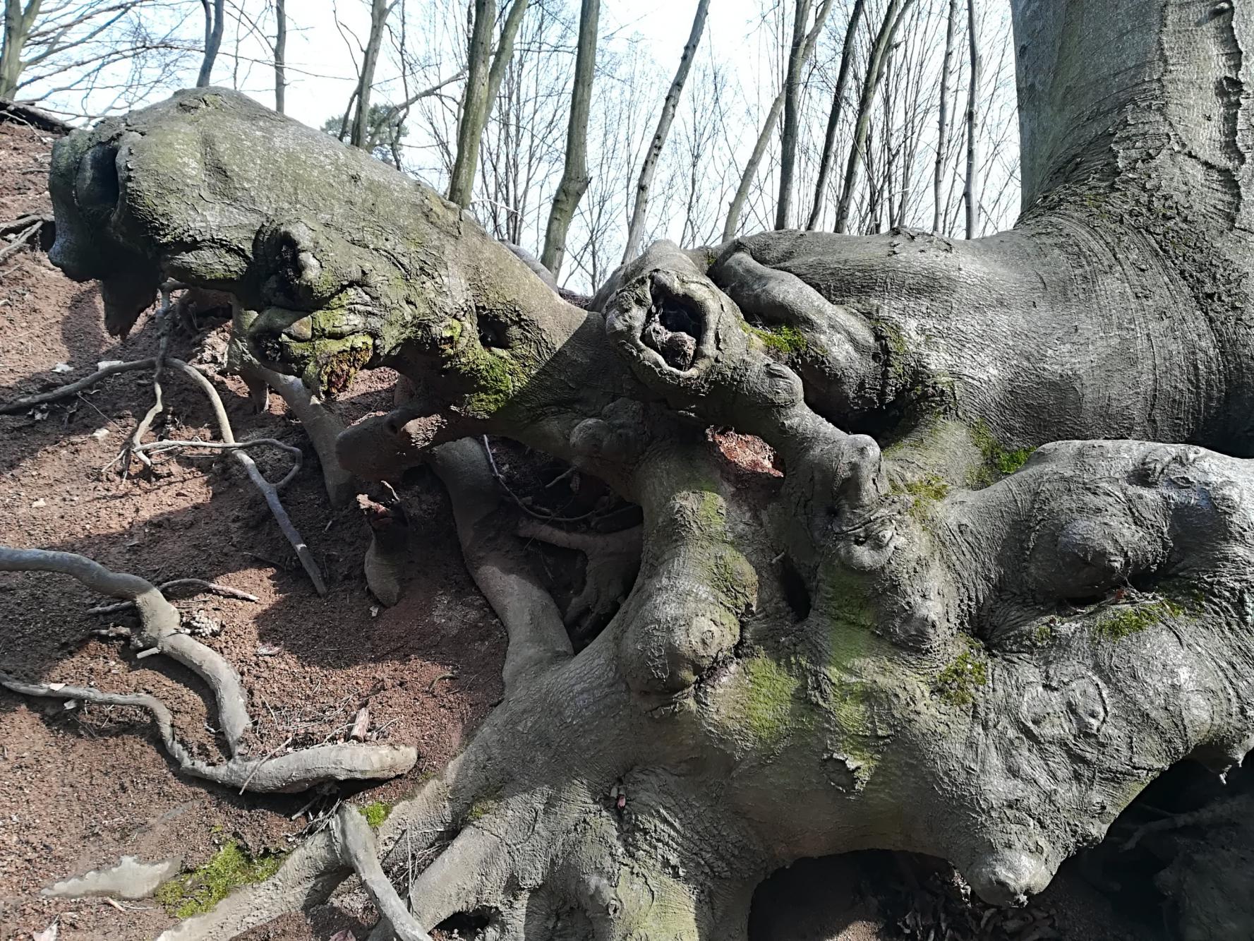 Foto z galerie „Výlet na Nový hrad“