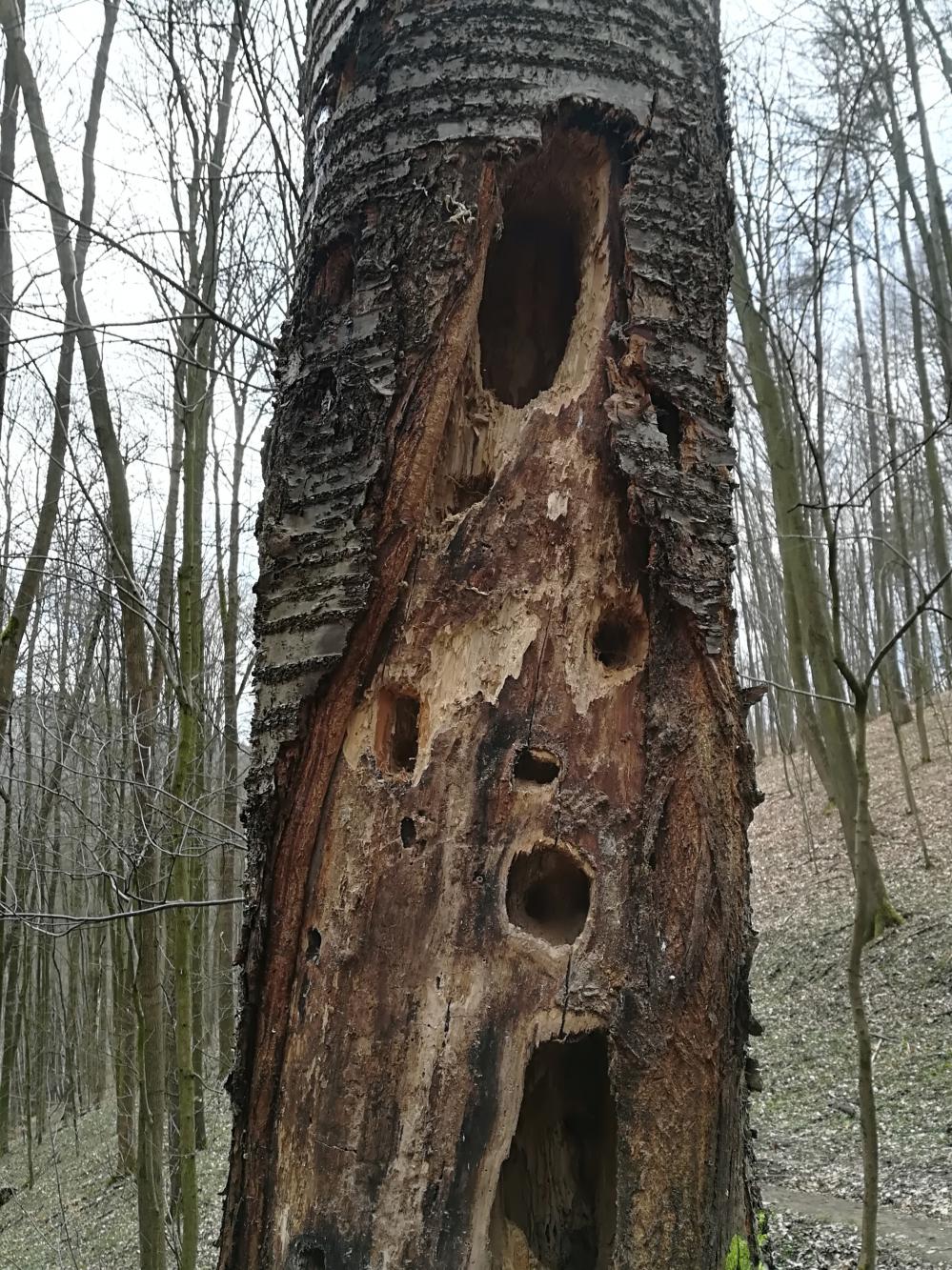 Foto z galerie „Výlet na Nový hrad“