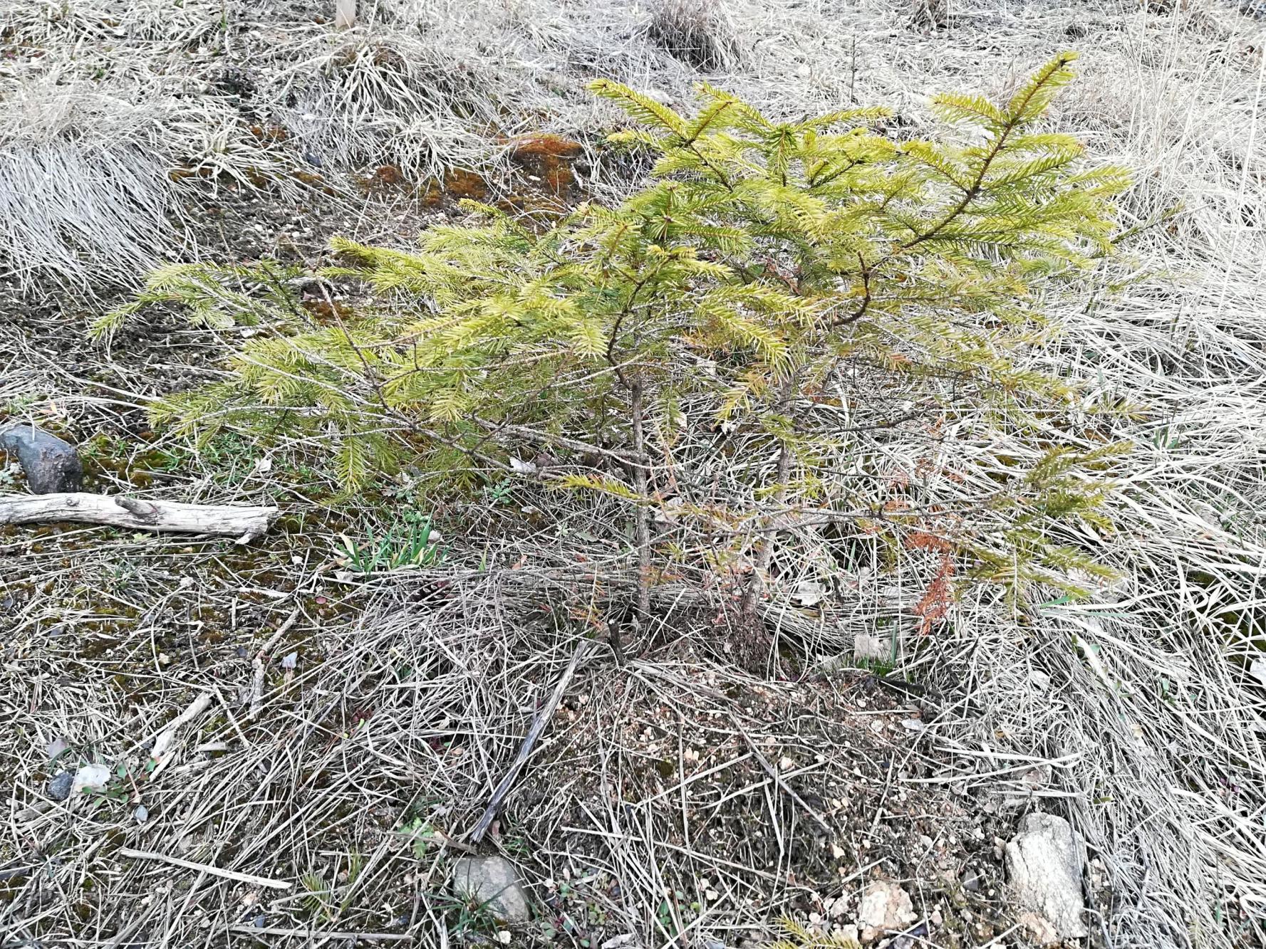 Foto z galerie „Sázení stromků v okolí Lorienského tábořiště“