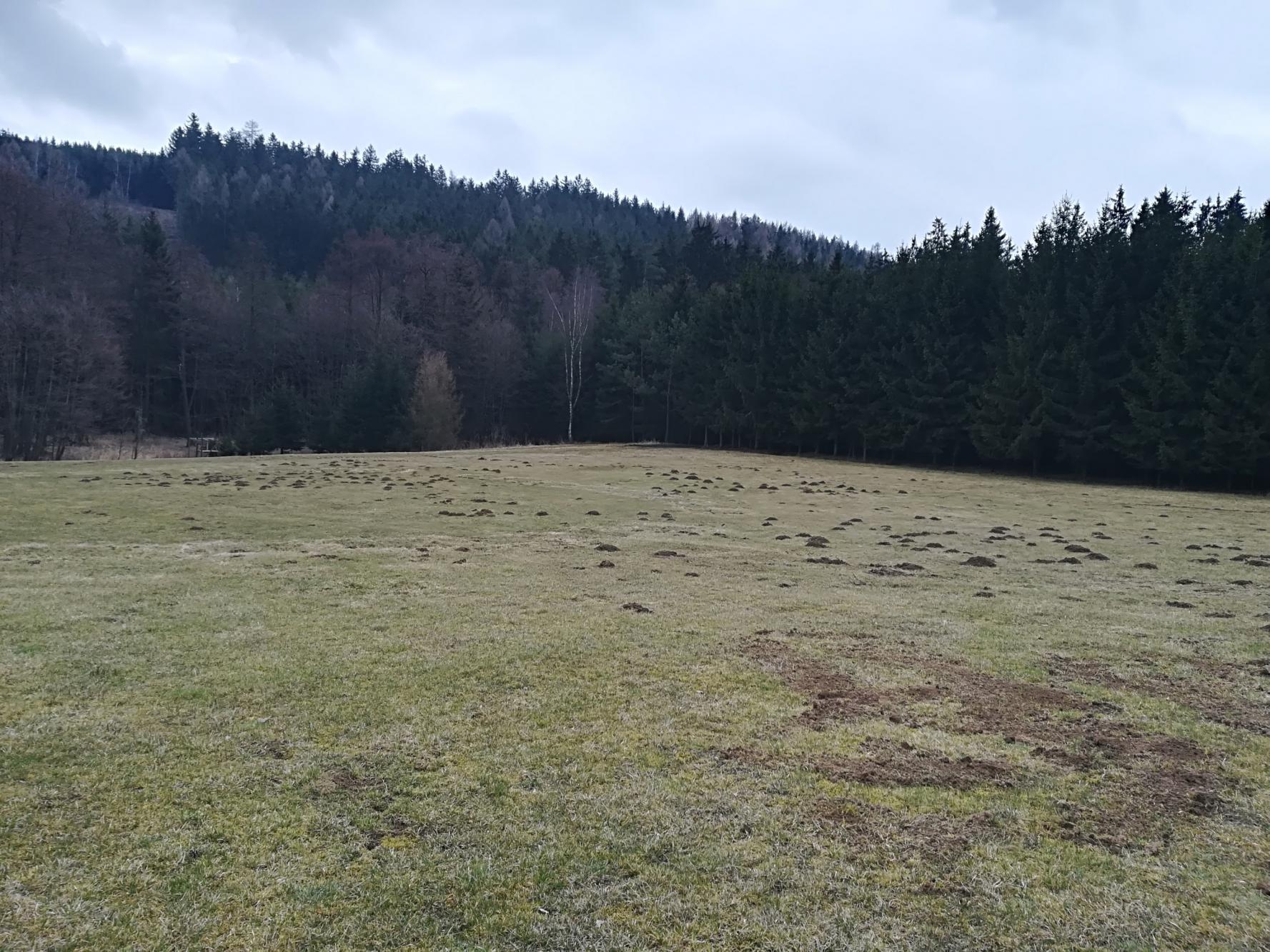 Foto z galerie „Sázení stromků v okolí Lorienského tábořiště“